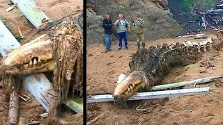 Ha aparecido en las COSTAS de RUSIA y NO ES un animal conocido! Top Hallazgos increíbles 2021