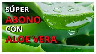 👉 PLANTAS SIEMPRE SANAS ... BioFertilizante con Aloe Vera 🪴 (Abono Líquido)🚀