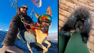 The Dog Who Loves Flying 😍 And More Stories