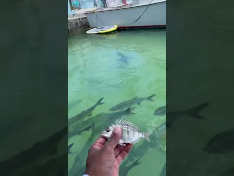 SETTING My PET FISH FREE to its FAMILY! #shorts