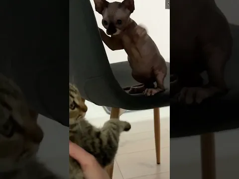 Am Adoptat O Pisicuta De Pe Strada