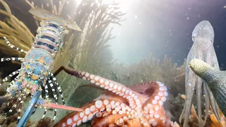 Diving to catch octopus, lobster, seafood, shrimp, crab - Vlog Relaxing under the sea