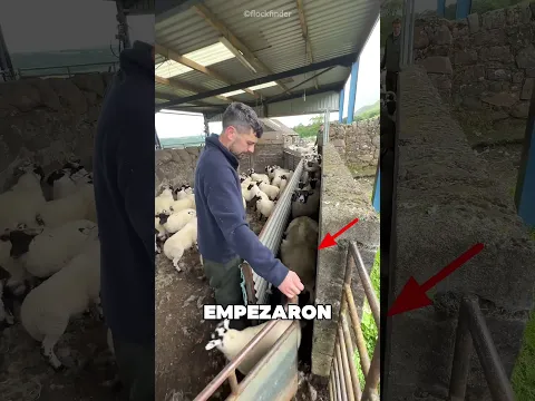 La Pequeña Oveja Intentó Engañar Al Pastor 😱