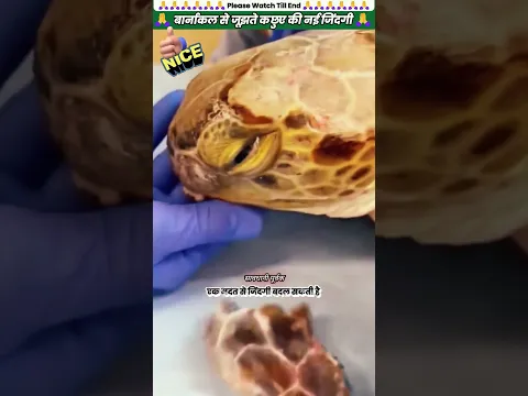 बार्नाकल से जूझते कछुए की नई जिंदगी 🙏 #animal #animalrescue #animallover #rescue #turtle