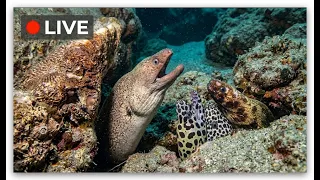 🔴 LIVE | Catching MONSTER Lobsters by Hand! 🦞 (Underwater Adventure)