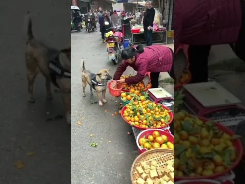 ¡NO CREERAS LO QUE HAC ESTE PERRO! #Shorts #viral