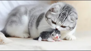 [AI Healing] Mother Cat Grooming and Caring for Her Kittens