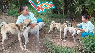 Breeding dogs, because of this one thing
