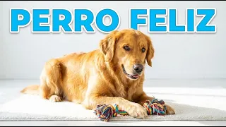 🛒 Música para Calmar a tu Perro si Sales de Casa unas Horas | 4 Horas