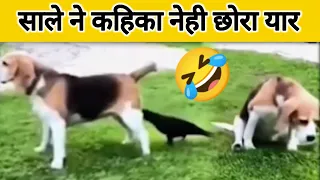 Janwaro Ke Majedar Karname 🤪 | Funny Animals 🤣