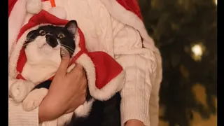Have Yourself A Merry Little Christmas ft. Bestie Chang
