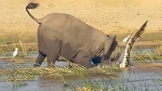 ELEPHANT KILLS CROCODILE
