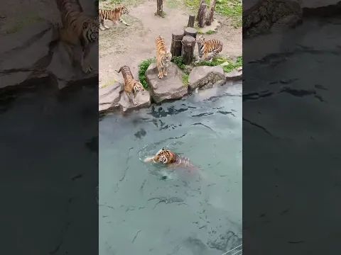 不是说一山不容二虎？这里数不清 来看看你喜欢哪只🐯🐯🐯【跟着图尔去旅行】
