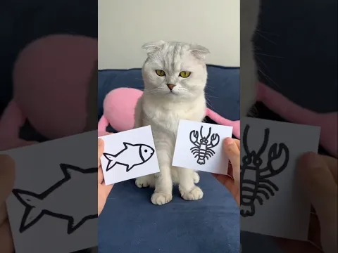 When Kitty asked her Owner for a crab toy #youtubeshorts #viralshort