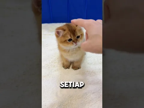 Mengajarkan anak kucing buang air #shorts