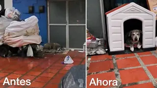 Con su nueva casita no se volverá mojar más este perrito 🐾🐶❤️‍🩹
