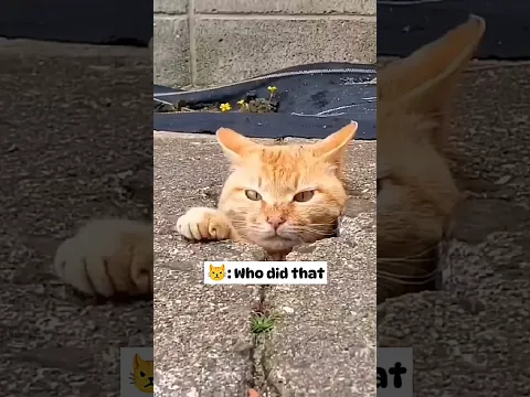 Cat was touched on its tralala 😭😹 | Huh?!