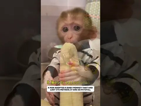 A baby monkey, orphaned, is raised by humans.#monkey #animals #rescue #lovestory