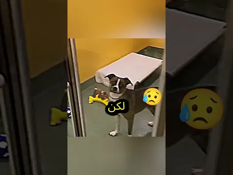 هذا الرجل دخل إلى المكان ورأى كلبًا بحالة حزن شديد وما فعله بعدها صدم الجميع!