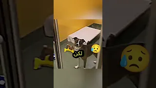 هذا الرجل دخل إلى المكان ورأى كلبًا بحالة حزن شديد وما فعله بعدها صدم الجميع!