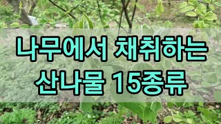 나무에서 채취하는 산나물 15종을 소개합니다