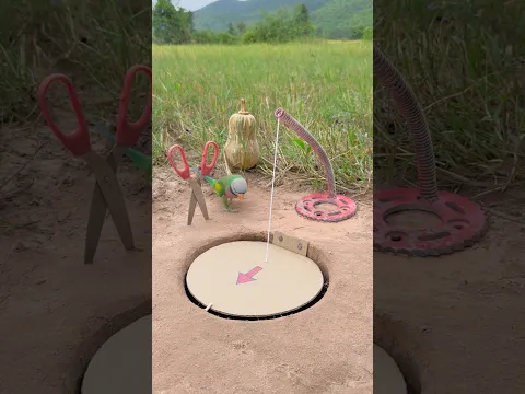innovative beautiful parrot trap #shorts