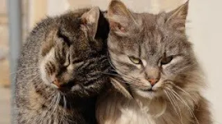 صوت تزاوج القطط & cat mating sound