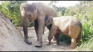 Hungry Baby Junior Drinks Milk from Mom Thanwa & Runs to Play in Sand! - Thai Elephant Story