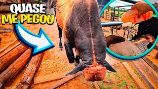 CUIDANDO DOS ANIMAL, BIPOLAR FICOU BRAVO