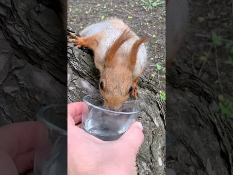 Белочка хотела пить