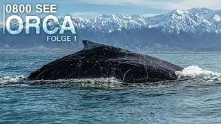 0800 SEE ORCA - Das Abenteuer meines Lebens | Folge 1