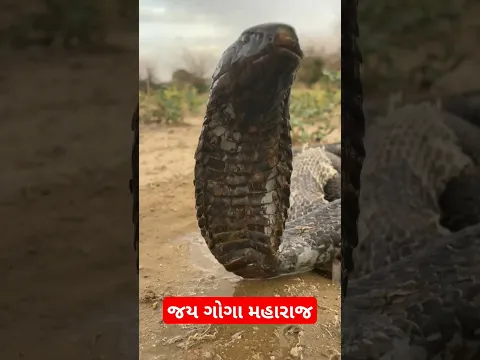 જય ગોગા મહારાજ#gogabapanastatus #goga_maharaj_aalap_nitin_kolvada #goga #trending #shorts #viral