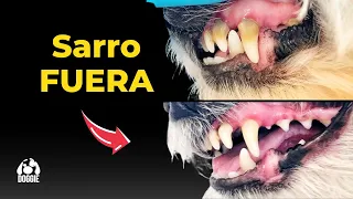Elimina el sarro de tu perro en casa (fácil y rápido)