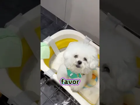 ELA QUERIA TOMAR UM BANHO RELAXANTE! 🐶❤️