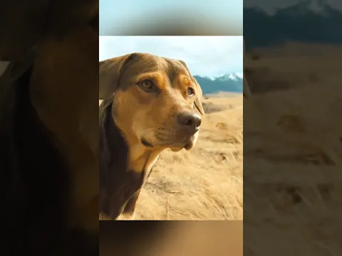 This dog was separated from its first owner but in the end..#shorts
