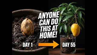 🥭 I Grew a Mango at Home From a Seed — Here's What Happened in 55 Days!