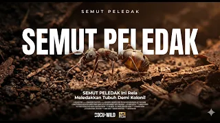 SEMUT PELEDAK Ini Rela Meledakkan Tubuh Demi Koloni!