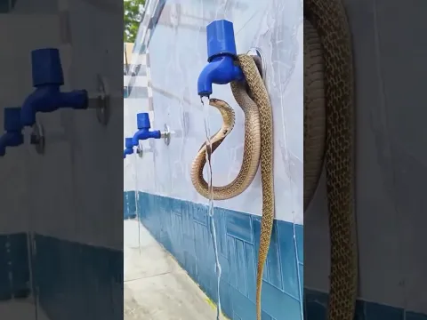 How Snake 🐍 drink water from water tap, #snake #snakevideo #shorts #animals