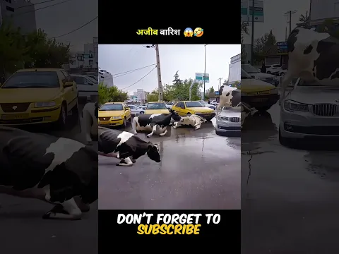 In This City… It Rains Chickens, Fish, and Even Donkeys! 🤣 #shorts