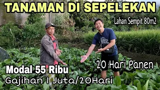 Tanaman Modal Sedikit Untung Banyak