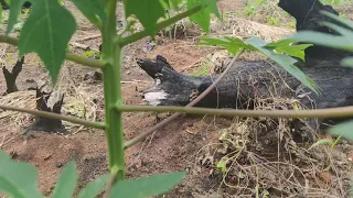 Comment éviter le papayer mâle dans votre plantation