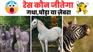 Race कौन जीतेगा 😱 | घोड़ा गधा या ज़ेबरा 🏇🦓 | Animal Information and Facts