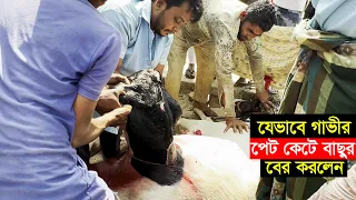 গাভীর পেট কেটে যেভাবে বাছুর বের করলেন ডাঃ জুনায়েদ কবির ও ডাঃ শহিদ হোসেন