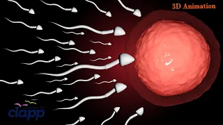 "Fertilization and Implantation" (3D Animation)