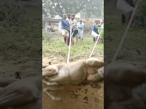 कुएं ने गिरा खतरनाक बेजुबान को बड़ी मशक्कत के बाद बाहर कैसे निकाला और फिर क्या हुआ! Animal Rescue ♥️