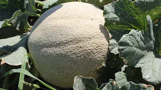 Cómo Cultivar Melón: Preparación de Suelo y Siembra