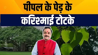 मंगल व शनिवार को करें पीपल के चमत्कारी टोटके, मिट जायेगा दुर्भाग्य, Peepal ke Upay | Peepal ke Totke