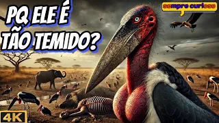 MARABU: O PÁSSARO GIGANTE Que se ALIMENTA DA MORTE - Conheça O MONSTRO das SAVANAS
