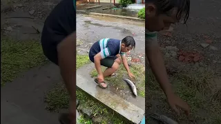 Kumpulan Video Saat Hujan Nyeser Dapat Ikan Toman Monster