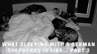 What It's ACTUALLY Like Sleeping With Our Three German Shepherds (PART 2)